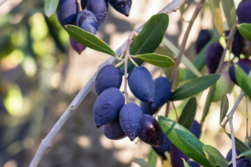 cluster of ripe kalamata olives hanging on olive tree branch with blurred background