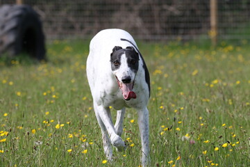 White and black Greyhound running through field with tongue out