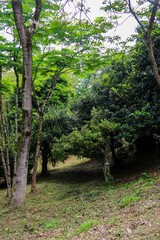 Citrus grove in Batumi botanical garden, Georgia