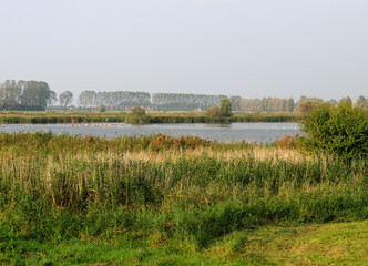 Colony Of Birds On A Reed Fringed  Lake In The National Park Wadden Sea East Frisia On A Sunny Autumn Day
