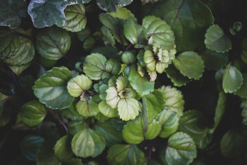 Beautiful and fresh green plants and leaves. Creative nature background image for design. Natural and invigorating concept.