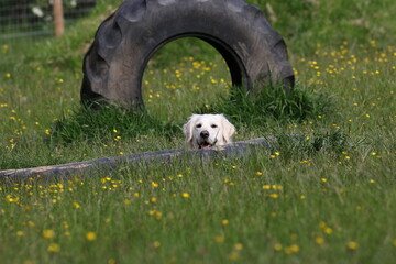 Golden retriever poking his head out of a tractor tyre © JamesAllanBirch