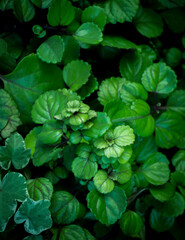 Beautiful and fresh green plants and leaves. Creative nature background image for design. Natural and invigorating concept.