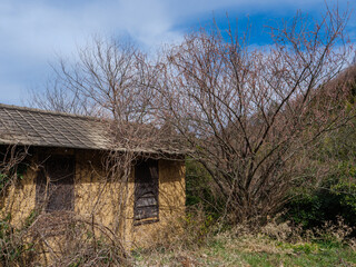 廃村の風景.枯れた木と廃屋