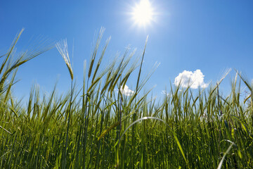 Fototapeta premium Green wheat field on a sunny day with blue sky.