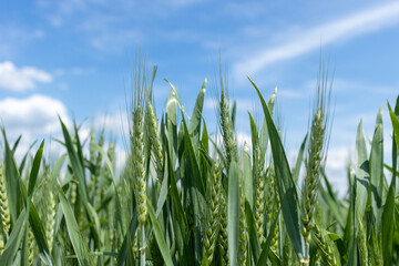 Green wheat field on a sunny day with blue sky.