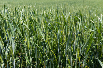 Green wheat field in spring on a sunny day.