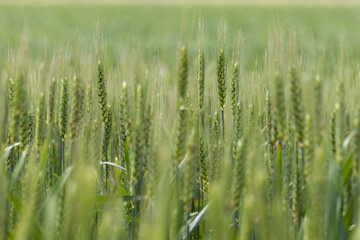 Fototapeta premium Green wheat field in spring on a sunny day.