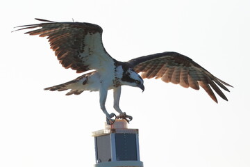 Osprey, Pandion haliaetus, Saint Andrews Sate Park, Florida, USA