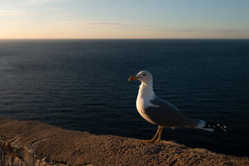 Gaviota en Cap de Formentor