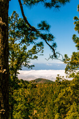 Fototapeta na wymiar Mar de nubes y vegetación en la isla de Tenerife