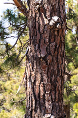 Pinus canariensis pertenece a la familia Pinaceae