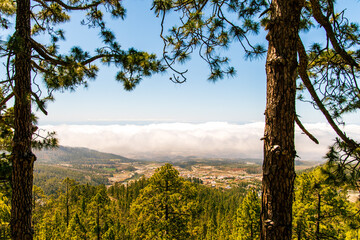 Mar de nubes y vegetación en la isla de Tenerife