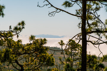 Mar de nubes y vegetación en la isla de Tenerife