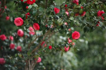 Obraz premium red poppy flowers