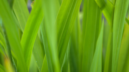 green grass texture background