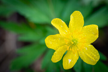 The first spring flower has blossomed in the meadow.