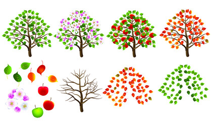 Appletrees icons and vector illustrations set, isolated on white background, apples in the garden, different seasons.