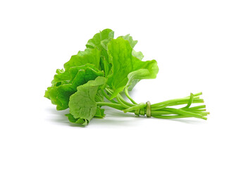 Asiatic pennywort (Centella asiatica) isolated on white background. Commonly known as Gotu Kola, brahmi, Indian pennywort. It is used as a culinary vegetable and as a medicinal herb