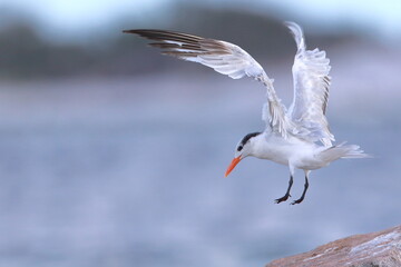 Royal tern, Thalasseus maximus, Saint Andrews Sate Park, Florida, USA