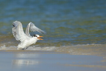royal tern, Thalasseus maximus, Saint Andrews Sate Park, Florida, USA