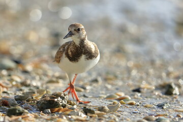 Ruddy Turnstone, Arenaria interpres, Saint Andrews Sate Park, Florida, USA