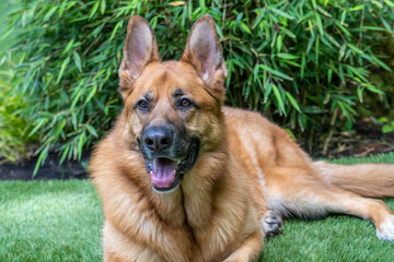 Portrait of a purebred german sheppard dog
