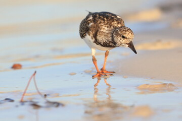 Ruddy Turnstone, Arenaria interpres, Saint Andrews Sate Park, Florida, USA