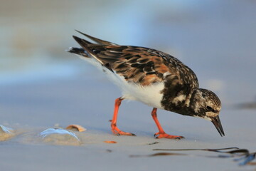 Ruddy Turnstone, Arenaria interpres, Saint Andrews Sate Park, Florida, USA