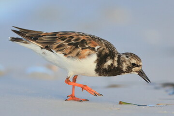 Ruddy Turnstone, Arenaria interpres, Saint Andrews Sate Park, Florida, USA