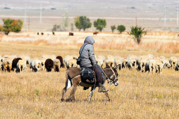 Countryside man riding a donkey with his sheep creation out of focus in background. Dry grass rural area on the way to Issyk-Kul Lake, Kyrgyzstan. - obrazy, fototapety, plakaty
