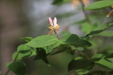 Fragrant Honeysuckle on a branch