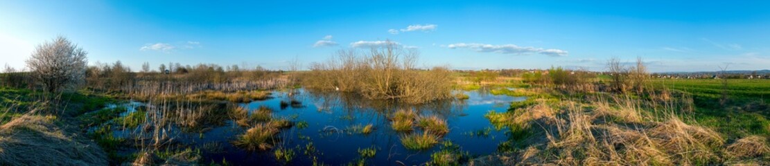 panorama of the evening lake with a swan and the surrounding green grass