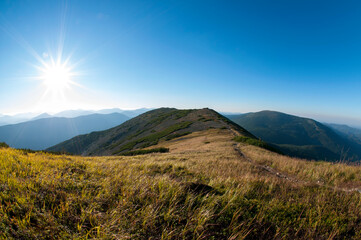 alpine pine in the landscapes of the mountains on a sunny day