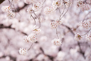 Obraz premium 木漏れ日のボケを背景に咲く桜の花