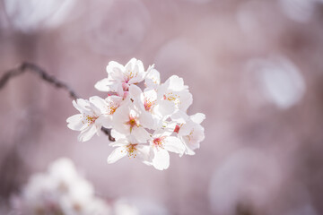 木漏れ日のボケを背景に咲く桜の花