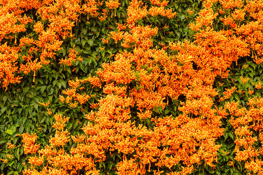 Orange trumpet flowers in Spain