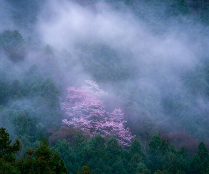 「春霞」の写真素材 | 2,080件の無料イラスト画像 | Adobe Stock