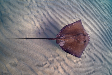 Stingray on shallow sand bar