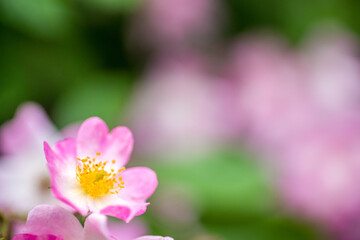 オールドレンズで撮影したバラの花