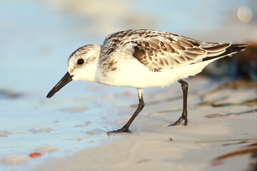 Sanderling, Calidris alba, Saint Andrews Sate Park, Florida, USA
