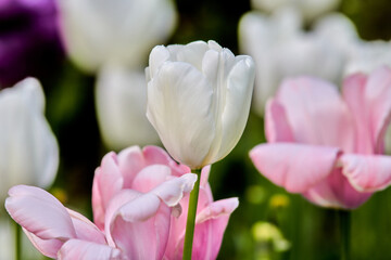 White Tulip flowers in springtime with blurry tulips in background, Soft selective focus, tulip close up