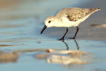 Sanderling, Calidris alba, Saint Andrews Sate Park, Florida, USA