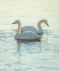 早朝の飛来地を泳ぐ白鳥