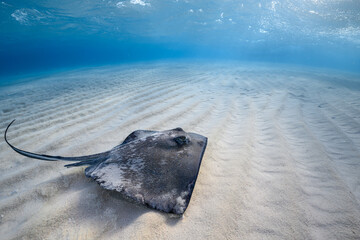 Stingray on shallow sand bar