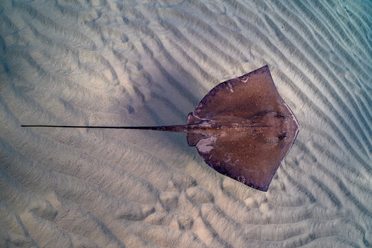 Stingray on shallow sand bar