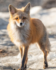 One red wild fox seen walking across a snowy landscape in northern Canada during spring time. Blurred background in Yukon Territory. 
