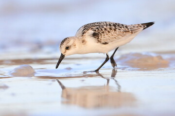 Sanderling, Calidris alba, Saint Andrews Sate Park, Florida, USA