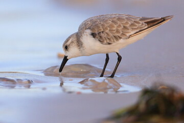 Sanderling, Calidris alba, Saint Andrews Sate Park, Florida, USA