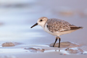 Sanderling, Calidris alba, Saint Andrews Sate Park, Florida, USA